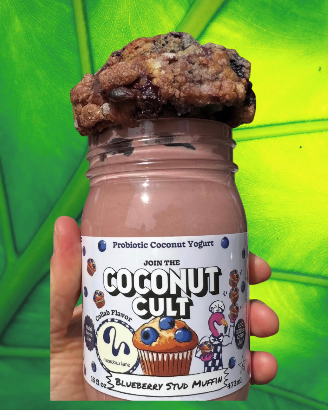 Coconut cult - Blueberry stud